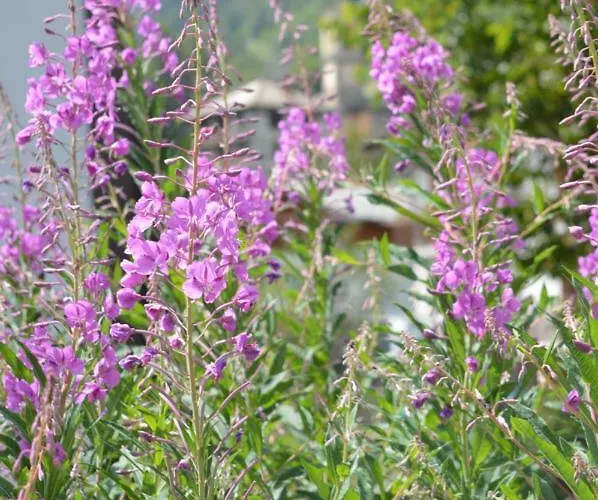 Apartamento Curnet Balme